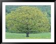 Northern Red Oak, New Hampshire, Usa by Jerry & Marcy Monkman Limited Edition Print