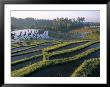 Rice Terraces In Centre Of The Island, Bali, Indonesia, Southeast Asia by Bruno Morandi Limited Edition Print