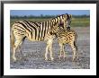 Burchell's Zebra (Equus Burchelli) With Foal, Etosha National Park, Namibia by Steve & Ann Toon Limited Edition Print