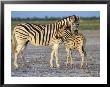 Burchell's Zebra (Equus Burchelli) With Foal, Etosha National Park, Namibia by Steve & Ann Toon Limited Edition Pricing Art Print