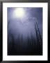 Strange Light Over Dead Trees, Colorado by Michael Brown Limited Edition Print