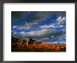 Warm Sunlight Washes Over The Landscape Of Cliffs In Utah by Barry Tessman Limited Edition Print