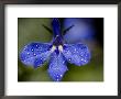 Close View Of Droplets Of Water On A Blue Flower, Groton, Connecticut by Todd Gipstein Limited Edition Print