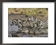 Common Zebra Or Burchell's Zebra Crossing Mara River, Masai Mara National Reserve, Kenya, Africa by James Hager Limited Edition Print