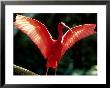 Scarlet Ibis, Sao Paulo, Brazil by Berndt Fischer Limited Edition Print