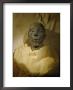 Mummy Of Merenptah In The Cairo Museum by Kenneth Garrett Limited Edition Print