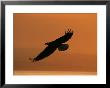 American Bald Eagle Soaring At Sunset (Haliaeetus Leucocephalus) by Roy Toft Limited Edition Print