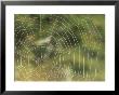A Close View Of The Web Of An Orb Weaver Spider by Norbert Rosing Limited Edition Print