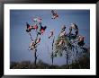 Galahs (Cacatua Roseicapilla), Currawinya National Park, Queensland, Australia by Mitch Reardon Limited Edition Print