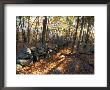 Stone Wall, Nature Conservancy Land Along Crommett Creek, New Hampshire, Usa by Jerry & Marcy Monkman Limited Edition Print