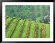 Grape Vineyards, Newberg, Oregon, Usa by Chuck Haney Limited Edition Print