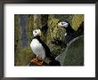 Horned Puffins On The Cliffs At Zapadni Sea Bird Colony, Pribilofs, St. Paul Island, Alaska, Usa by Hugh Rose Limited Edition Print