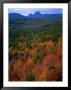 Trees With Cradle Mountain In Distance, Lake St. Clair National Park, Tasmania, Australia by Rob Blakers Limited Edition Print