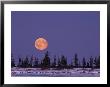 An Orange Full Moon Rises Over A Snowy Landscape by Norbert Rosing Limited Edition Pricing Art Print