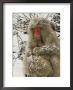 Japanese Macaques (Macaca Fuscata), Mother And Baby, Jigokudani, Japan by Roy Toft Limited Edition Print