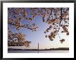 Cherry Blossoms Frame A View Of The Washington Monument by Kenneth Garrett Limited Edition Print