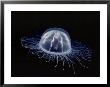 An Inch Long Transparent Jellyfish Glows In The Dark by Bill Curtsinger Limited Edition Pricing Art Print