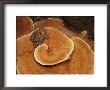 A Toad Sits On A Wooly Velvet Polypore Fungus by Darlyne A. Murawski Limited Edition Print