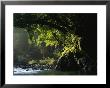 Lush Woodland Setting Along A Stone-Filled Creek by Tim Laman Limited Edition Print