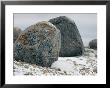 Arctic Hare Resting Near A Boulder by Norbert Rosing Limited Edition Print