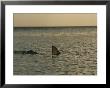 The Dorsal Fin Of A Lemon Shark In The Waters Off The Bahama Islands by Brian J. Skerry Limited Edition Pricing Art Print