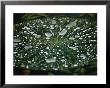 A Raindrop-Covered Water Lily Floats Amongst Fallen Autumn Leaves In Hematite Lake by Raymond Gehman Limited Edition Print