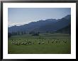 Sheep Grazing On Farm by Todd Gipstein Limited Edition Print