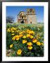 California Poppies Grow Near Tumacacori Mission by Rich Reid Limited Edition Print