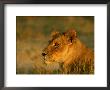 A Majestic Female African Lion Keeps Watch by Beverly Joubert Limited Edition Print