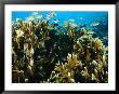 Coral Reef With Sea Life, Pacific Ocean by Joe Stancampiano Limited Edition Print