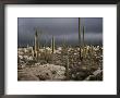 Scenic View Of The Desert Against An Ominous Gray Sky by Stephen Sharnoff Limited Edition Print