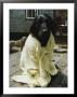 A Dog That Has Just Had A Bath by Bill Curtsinger Limited Edition Print