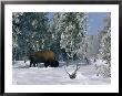 An American Bison Forages For Food Beneath A Thick Blanket Of Snow by Norbert Rosing Limited Edition Print