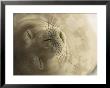 Close View Of The Face Of A Napping Weddell Seal by Ralph Lee Hopkins Limited Edition Print