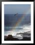A Blue Footed Booby Soars Above A Rainbow On Espanola Island by Ralph Lee Hopkins Limited Edition Pricing Art Print