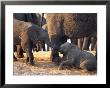 Juvenile African Elephants Touch Trunks by Beverly Joubert Limited Edition Pricing Art Print