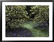 Flowering Trees Amid A Meadow Full Of Wildflowers by Sam Abell Limited Edition Print