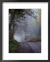 A Road Through A Misty Wood by Mattias Klum Limited Edition Print