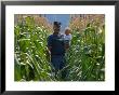 A Farmer Stands With His Child In A Cornfield by Melissa Farlow Limited Edition Pricing Art Print