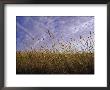 A Grassland Scene In Victoria by Jason Edwards Limited Edition Pricing Art Print