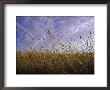 A Grassland Scene In Victoria by Jason Edwards Limited Edition Print