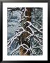 Snow Upon The Limbs Of A Dead Tree by Marc Moritsch Limited Edition Pricing Art Print