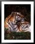 Siberian Tigers (Panthera Tigris Altaica) by Dr. Maurice G. Hornocker Limited Edition Print