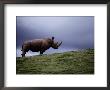 Northern White Rhinoceros by Michael Nichols Limited Edition Print