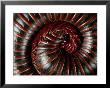 A Millipede Curled Into A Spiral by George Grall Limited Edition Print