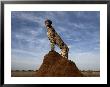 A Termite Mound Doubles As A Watchtower For An African Cheetah by Chris Johns Limited Edition Print