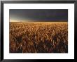 Summer Thunder Storm Approaches Wheat Field, Kansas by Brimberg & Coulson Limited Edition Pricing Art Print