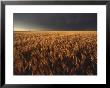 Summer Thunder Storm Approaches Wheat Field, Kansas by Brimberg & Coulson Limited Edition Print