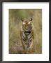 Bengal Tiger, (Panthera Tigris Tigris), Bandhavgarh, Madhya Pradesh, India by Thorsten Milse Limited Edition Print