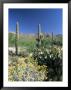 Tall Saguaro Cacti (Cereus Giganteus) In Desert Landscape, Sabino Canyon, Tucson, Usa by Ruth Tomlinson Limited Edition Print